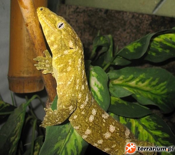 Rhacodactylus leachianus (Pine Island)
