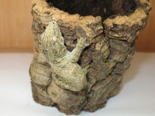Rhacodactylus leachianus (Pine Island)