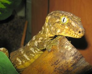 Rhacodactylus leachianus (Pine Island)