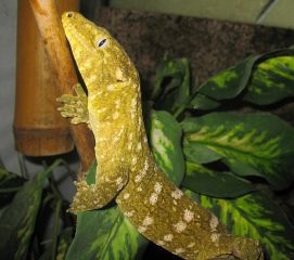Rhacodactylus leachianus (Pine Island)