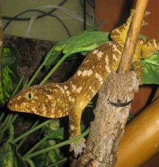 Rhacodactylus leachianus (Pine Island)