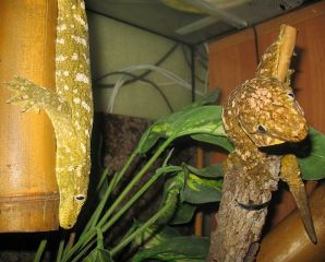 Rhacodactylus leachianus (Pine Island)