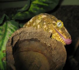 Rhacodactylus leachianus (Pine Island)
