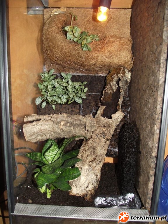 terrarium