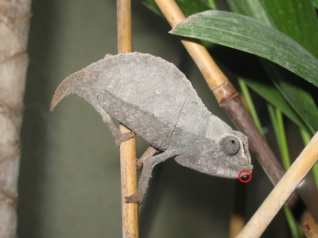R. brevicaudatus - jak rozpoznać czy to ten gatunek