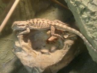 Agama brodata