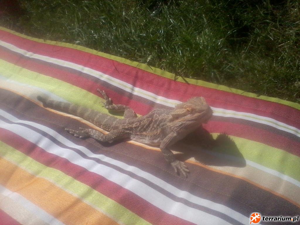 Jacek