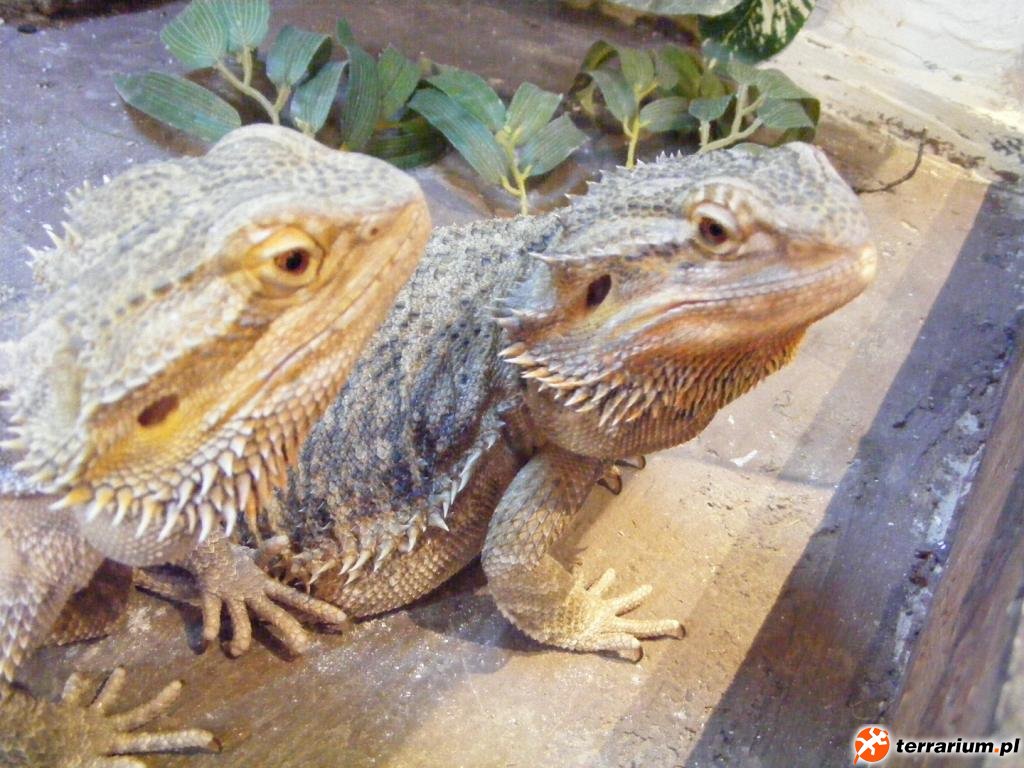 Agata i Jacek