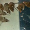 Mus minutoides - mysz pigmejska