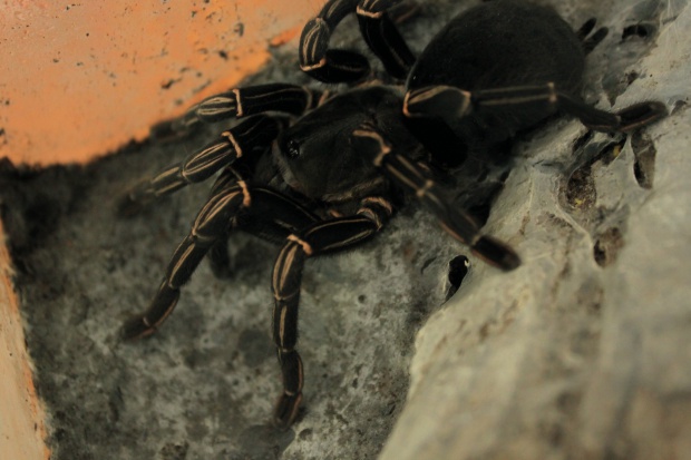 Haplopelma albostriatum