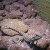 2 - Jaguar się przygląda