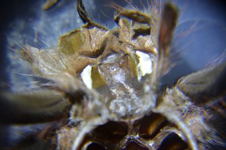 Nhandu Chromatus L12