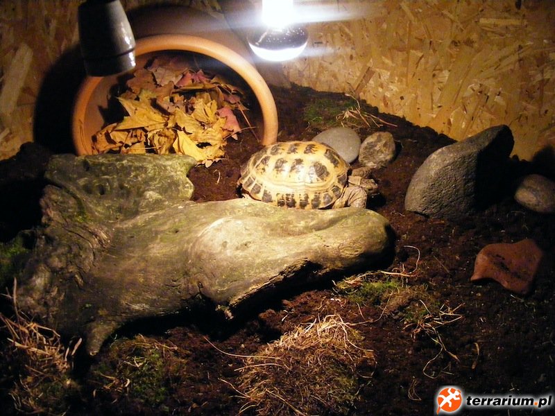 mieszkaniec w terrarium