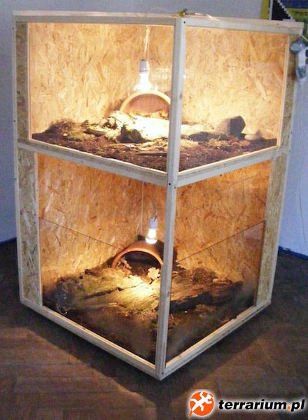 terrarium tuz po skonczeniu