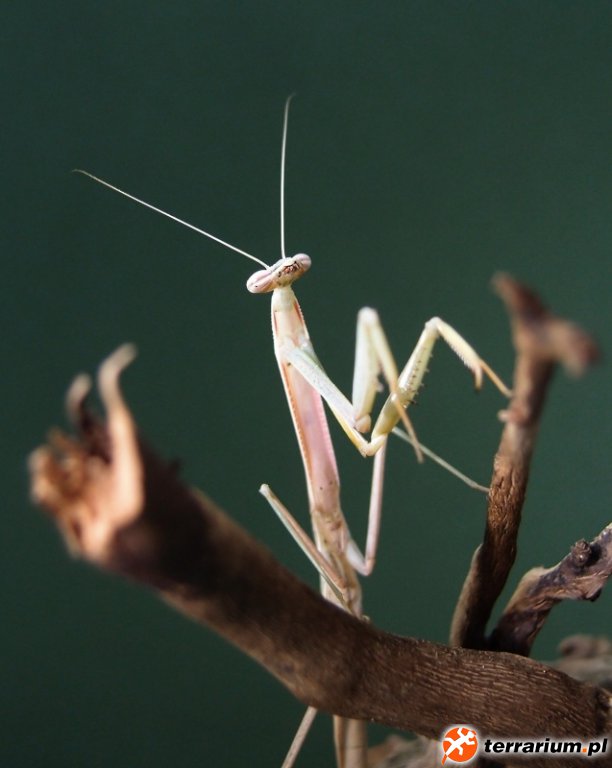 Mesopteryx alata