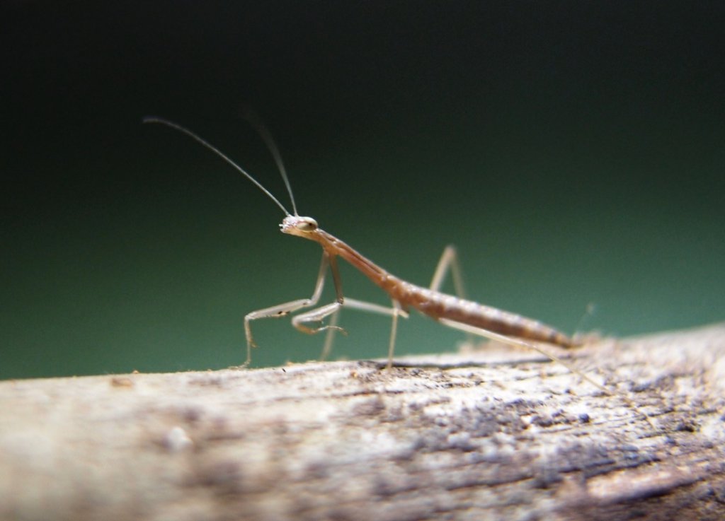Mesopteryx alata L1