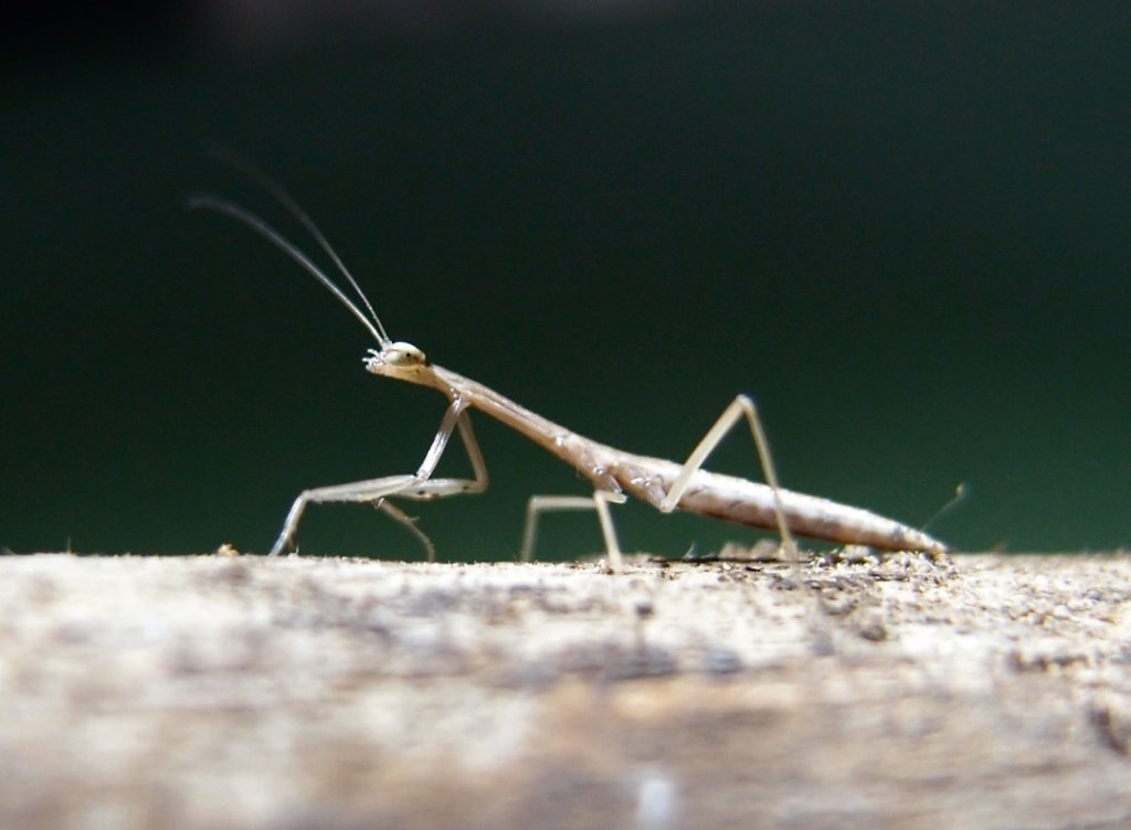 Mesopteryx alata L1 Aa