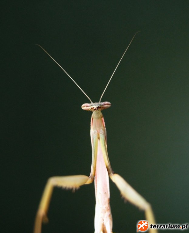 Mesopteryx alata