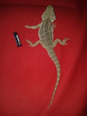 mniejszy samiec mniejszy samiec