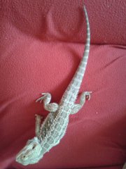 większy samiecc większy samiecc