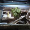 terrarium 1