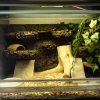 terrarium 2