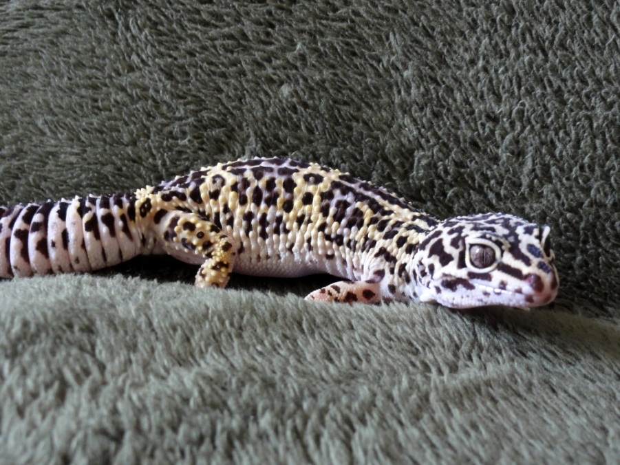 Kropka2