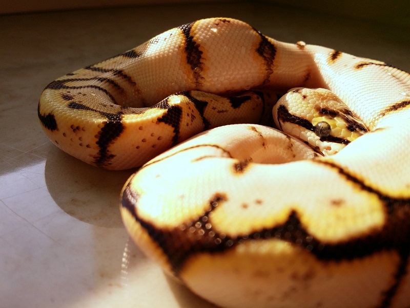 calibee