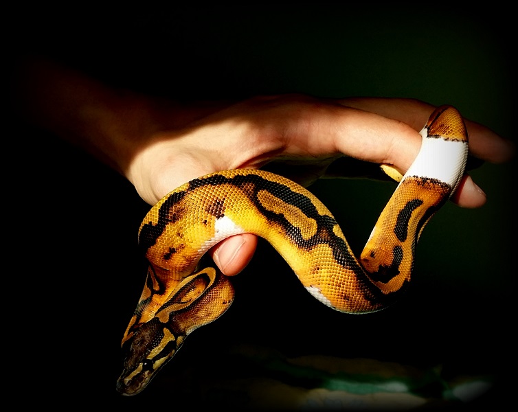 piebald