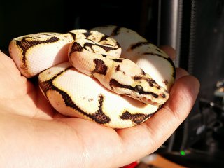 calibee