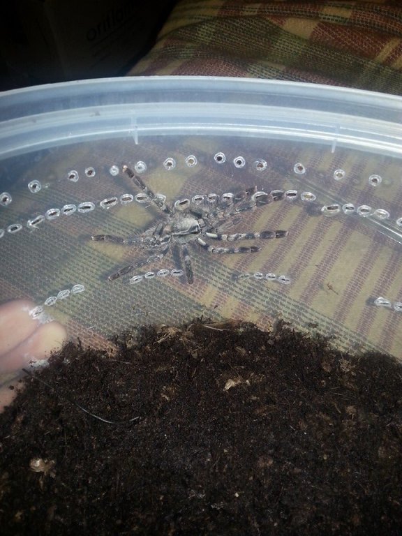 Poecilotheria vittata ( nie wiem dlaczego 2x się dodało) Poecilotheria vittata ( nie wiem dlaczego 2x się dodało)