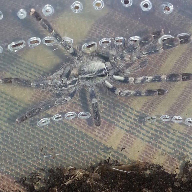 Poecilotheria vittata ( nie wiem dlaczego 2x się dodało) Poecilotheria vittata ( nie wiem dlaczego 2x się dodało)