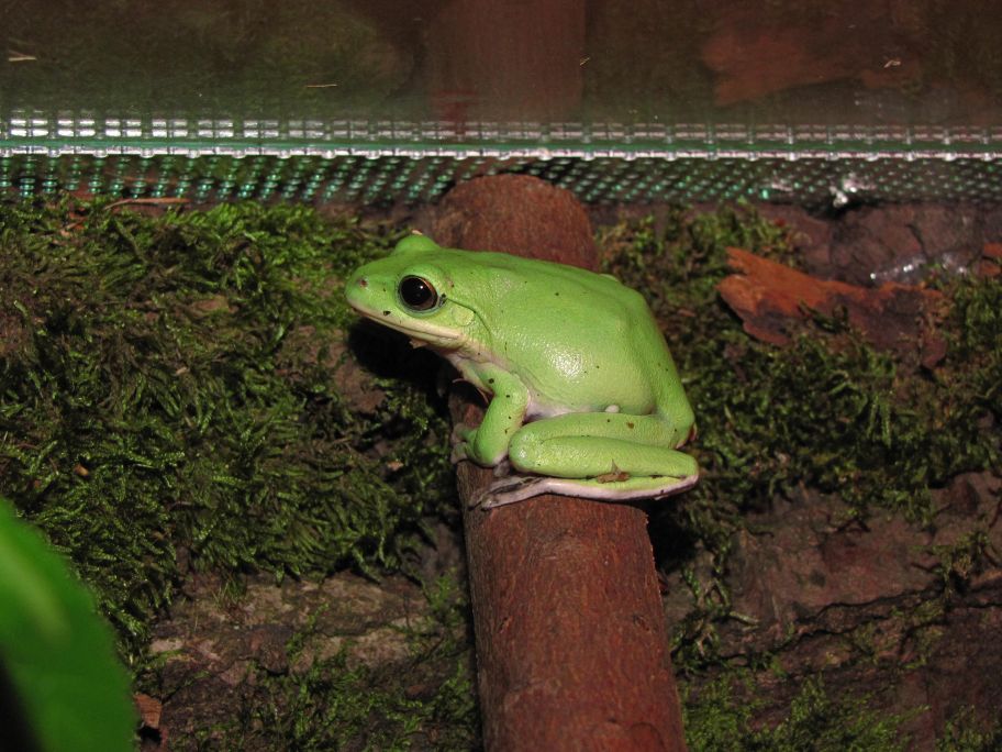 Polypedates dennysi