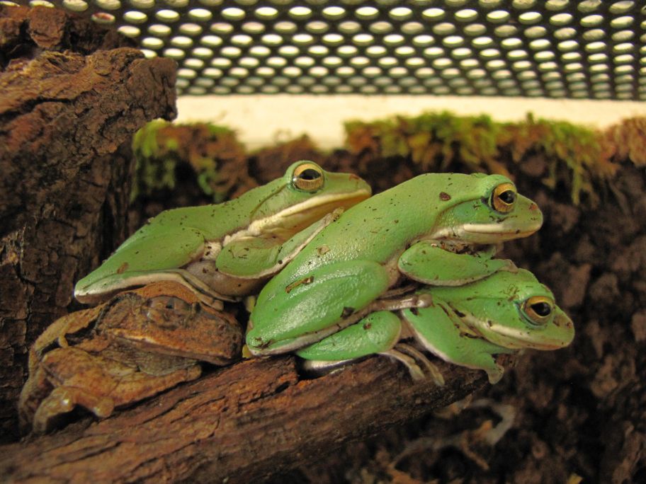 Polypedates dennysi