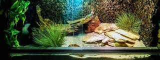 Terrarium