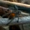 P. Murinus L2