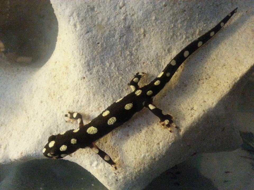 Neurergus crocatus