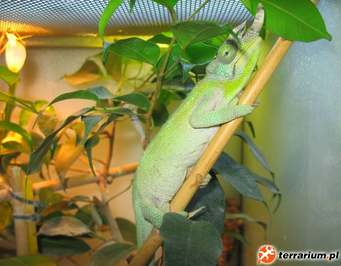 Chamaeleo jacksonii jacksonii