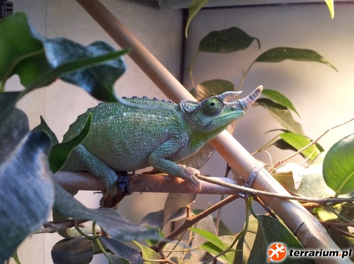 Chamaeleo jacksonii jacksonii