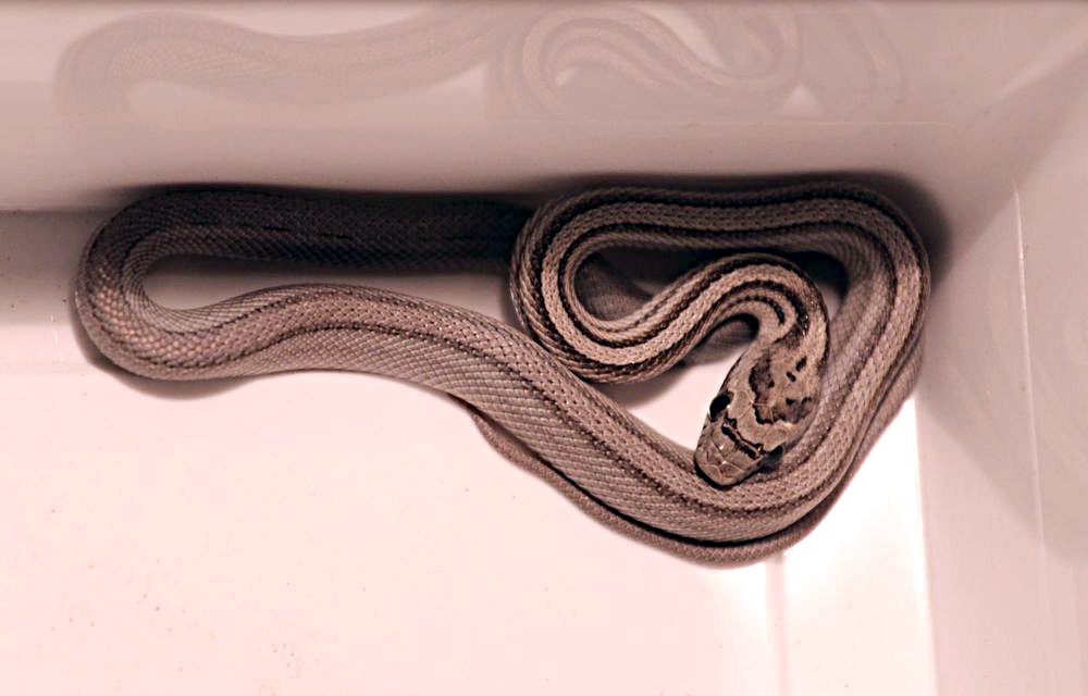ANERY STRIPE 3