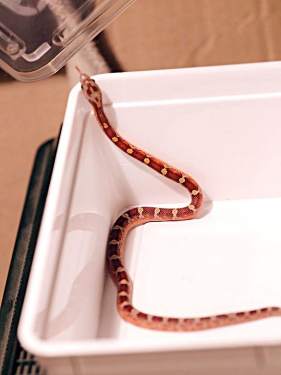 BLOODRED PIED-SIDED 3