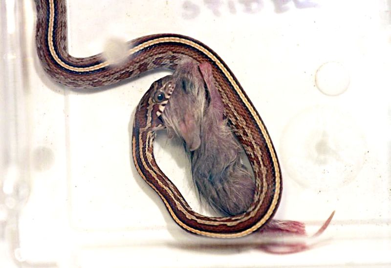 TESSERA 2