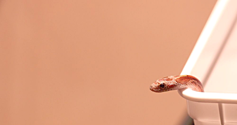 BLOODRED PIED-SIDED 1