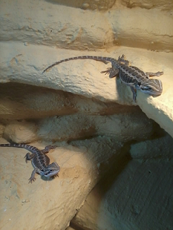 Agama Brodata