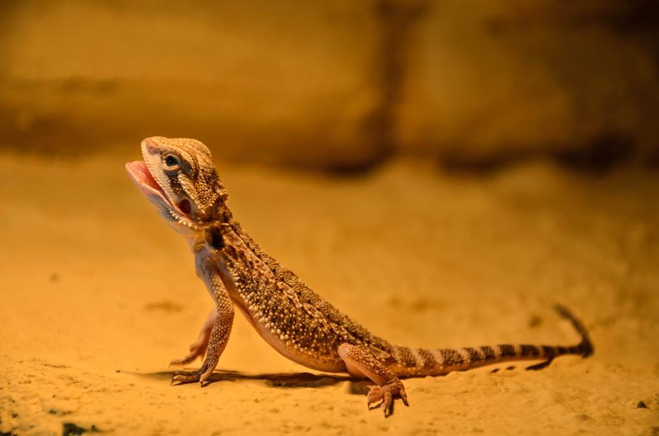 Agama Brodata