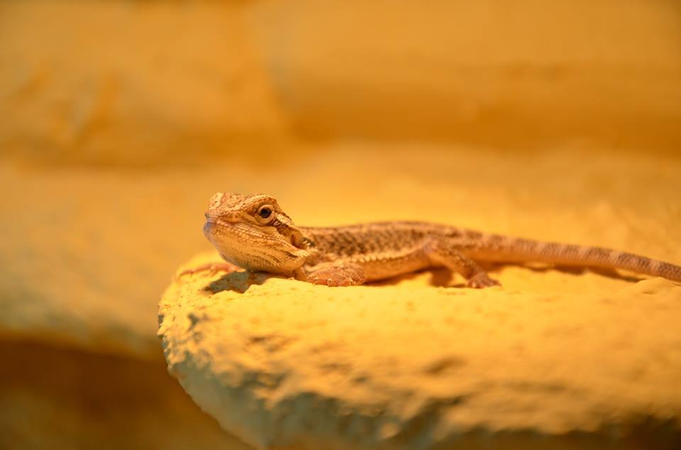 Agama Brodata