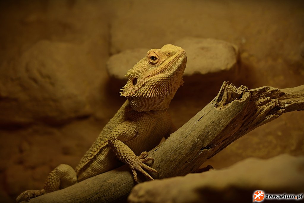 Pogona vitticeps