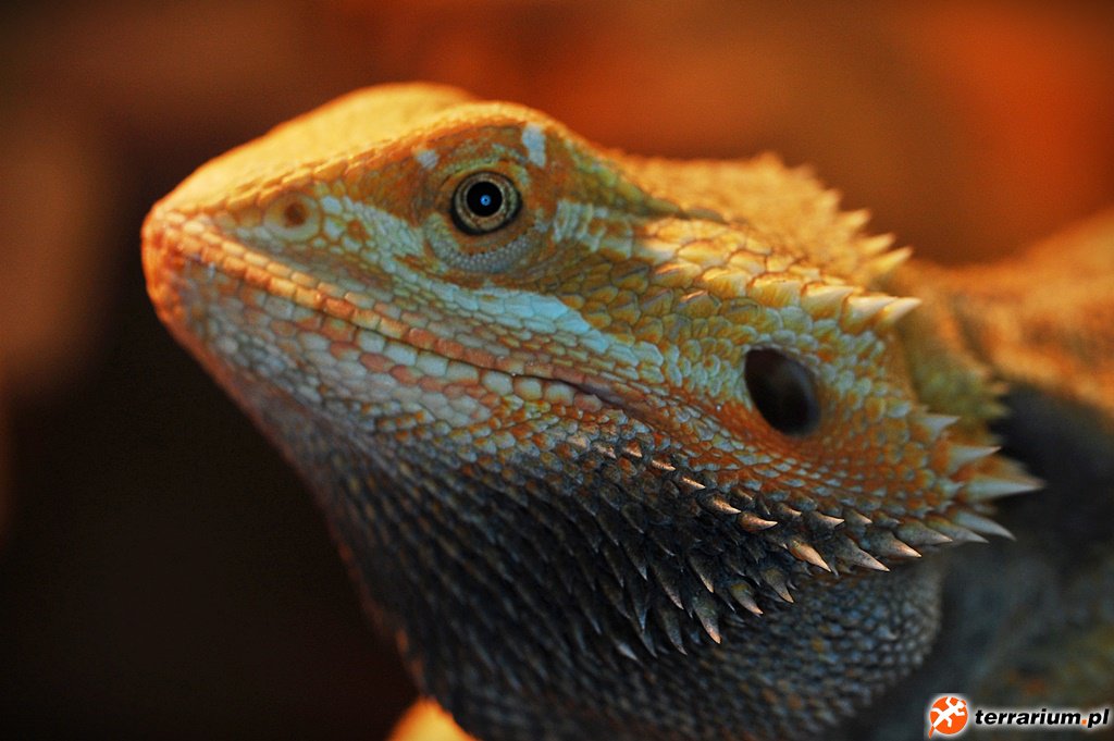 agamka