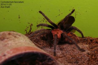 Cyclosternum fasciatum - ptasznik tygrysi