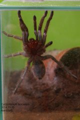Cyclosternum fasciatum - ptasznik tygrysi